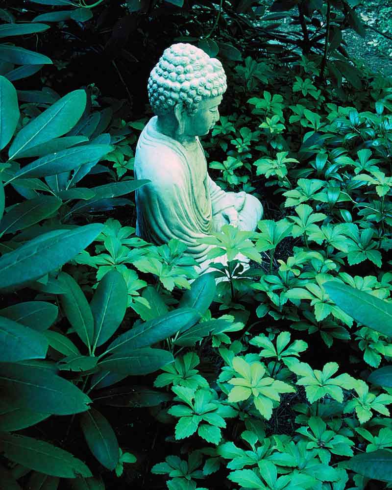 The Buddha meditates among rhododendrons and pachysandra