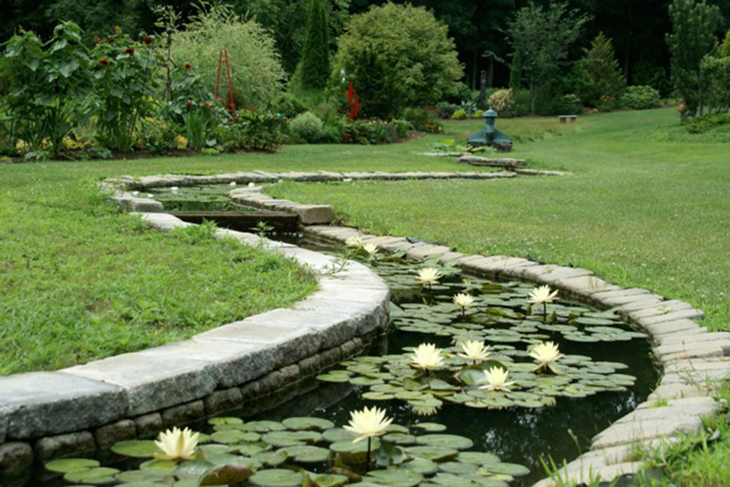 Lotuses in the 200 foot-long Wiggle Waggle at Bedrock Gardens