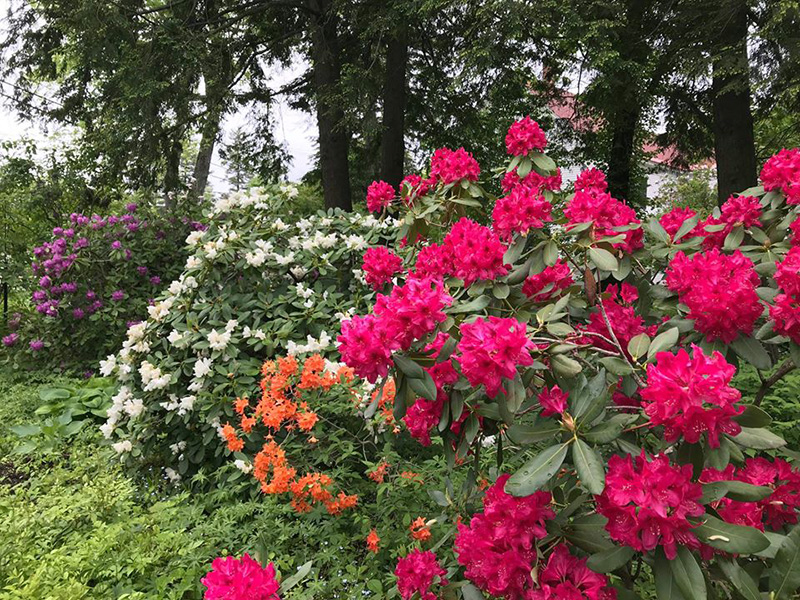 Rhododendrons at McLaughlin Garden & Homestead
