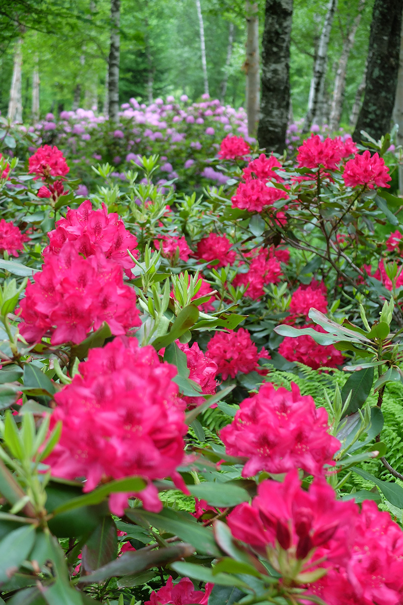 ‘Nova Zembla’ rhododendrons with ‘Roseum Elegans’ in the background