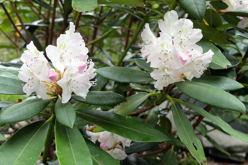 The pink-tinted white blossoms of rosebay rhododendrons (Rhododendron maximum)