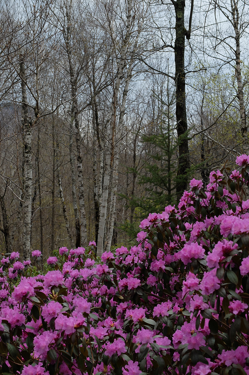 A sweep of ‘P. J. M.’ rhododendrons blooming in mid-spring with Hazen’s Notch on the horizon