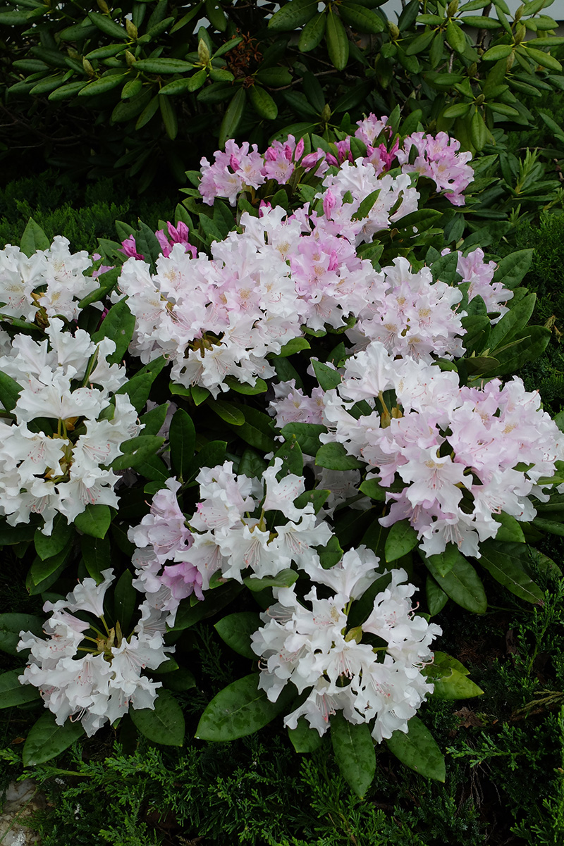 The elegant blossoms of ‘Pohjola’s Daughter’ rhododendrons