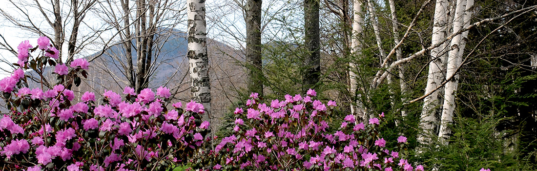 rhododendrons beneath the birches