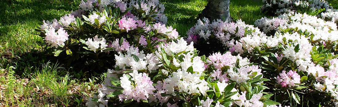 A large drift of ‘Pohjola’s Daughter’ rhododendrons