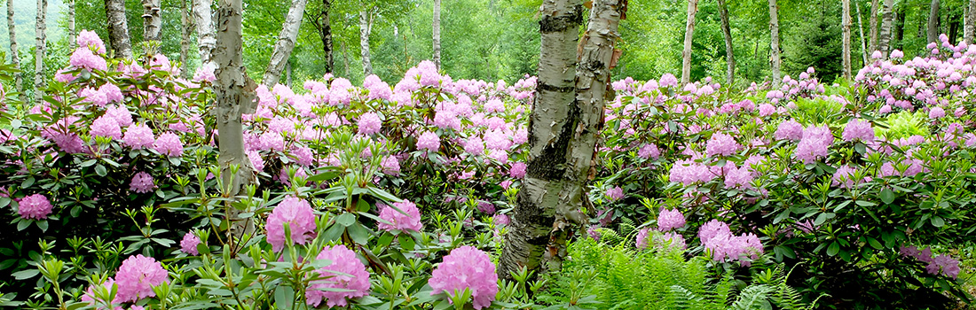 rhododendrons beneath the birches