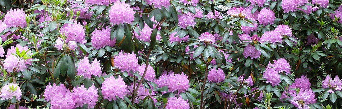 rhododendrons beneath the birches