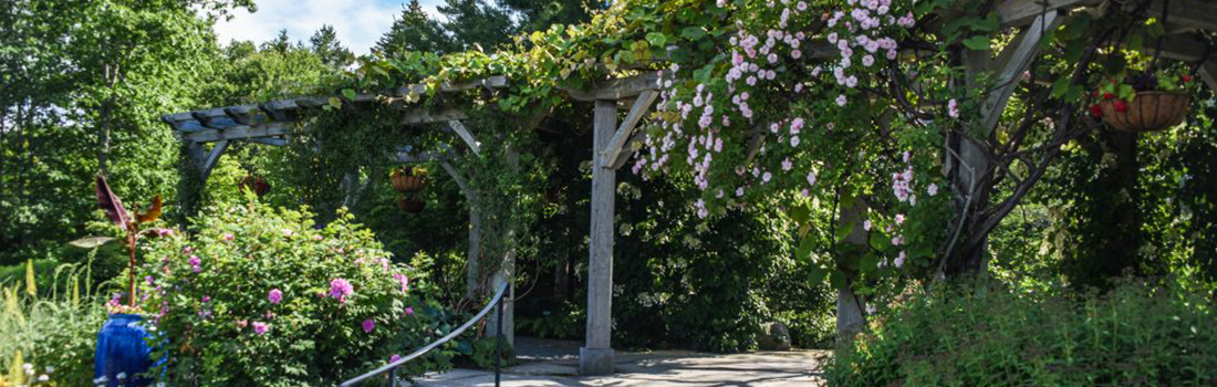 rhododendrons beneath the birches