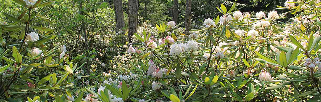 Rhododendron State Park