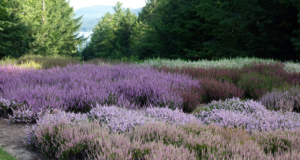 Heather beds at the Fells