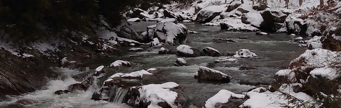 rhododendrons beneath the birches