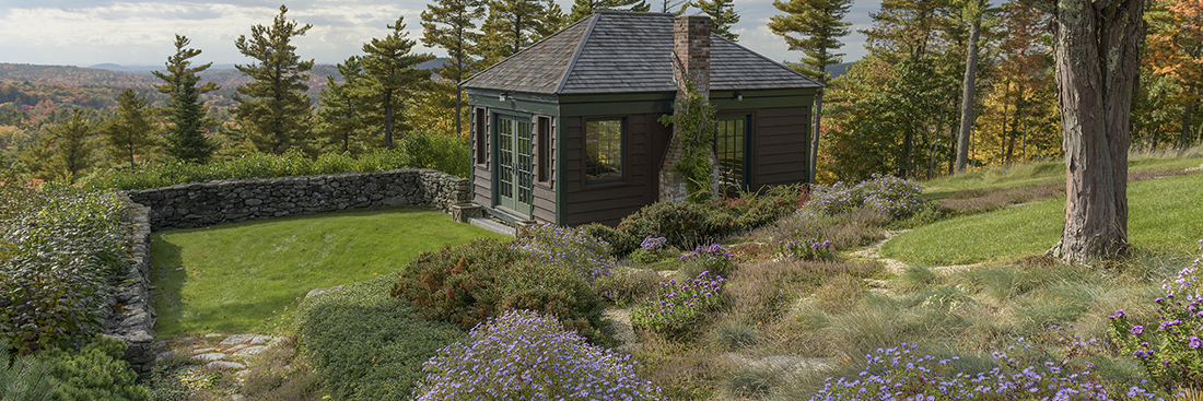 rhododendrons beneath the birches