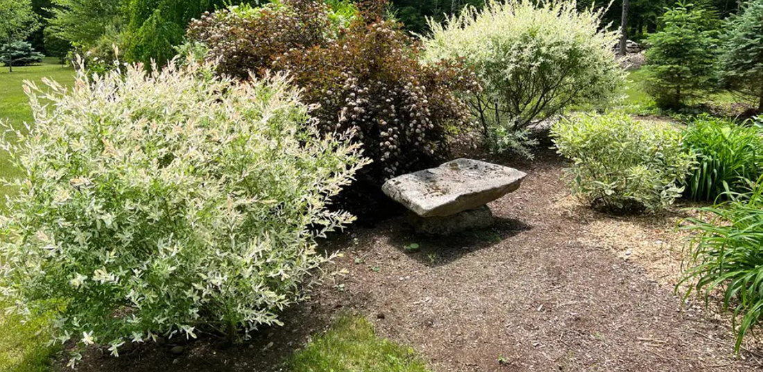 Inkberry Garden flowers